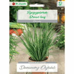 Szczypiorek odm. Broad Leaf W. LEGUTKO