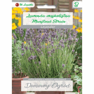 Lawenda wąskolistna odm. Munstead Strain W. LEGUTKO