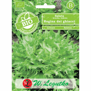 Sałata krucha, lodowa odm. Regina dei ghiacci W. LEGUTKO
