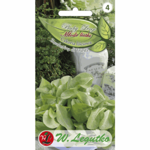 Młode listki – Cykoria liściowa odm. Zuccherina di Trieste W. LEGUTKO