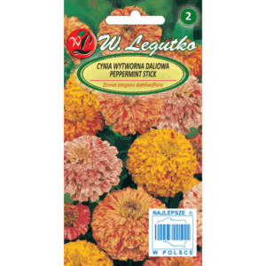 Cynia wytworna odm. Peppermit Stick W. LEGUTKO