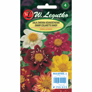 Dalia zmienna kołnierzykowa odm. Collarette Dandy W. LEGUTKO