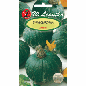 Dynia olbrzymia odm. Ambar W. LEGUTKO