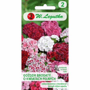 Goździk brodaty o kwiatach pełnych W. LEGUTKO