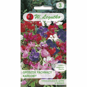 Groszek pachnący karłowy W. LEGUTKO