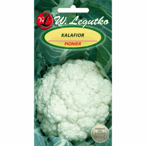 Kalafior odm. Pionier W. LEGUTKO