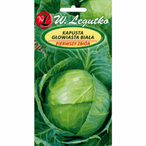 Kapusta głowiasta biała – Pierwszy zbiór W. LEGUTKO