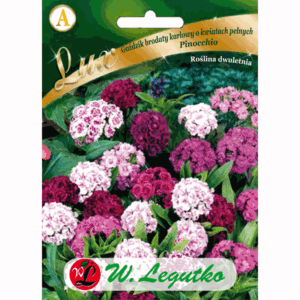 Goździk brodaty karłowy o kwiatach pełnych odm. Pinocchio W. LEGUTKO