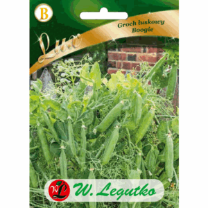 Groch łuskowy odm. Boogie W. LEGUTKO