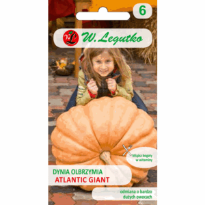 Dynia olbrzymia odm. Atlantic Giant W. LEGUTKO
