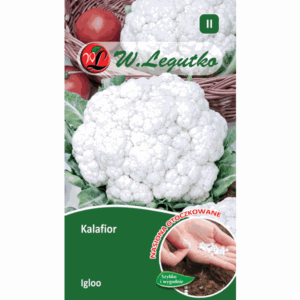 Kalafior odm. Igloo W. LEGUTKO