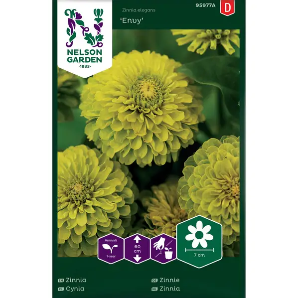 Cynia wytworna Envy limonkowa - Nasiona - Nelson Garden