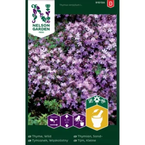 Tymianek Wąskolistny Różowy Nelson Garden