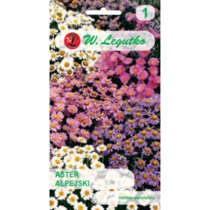 Aster alpejski mieszanka Legutko