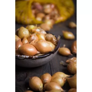 CEBULA DYMKA ZIMOWA ZIMUJĄCA SENSHYU YELLOW 250 G