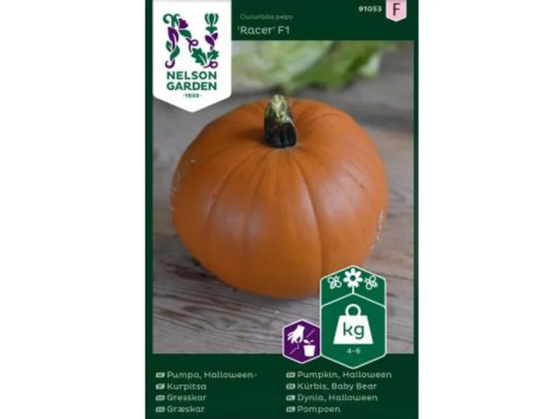 Dynia Racer Nelson Garden