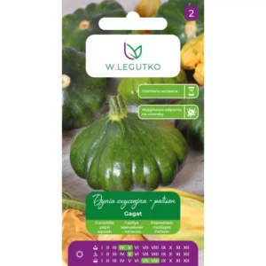 DYNIA ZWYCZAJNA GAGAT LEGUTKO