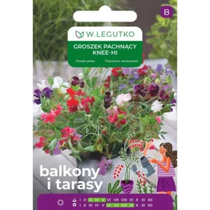 Groszek pachnacy niski 5g Domowy Ogród w Doniczce