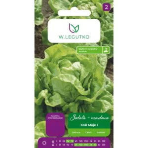 Sałata głowiasta masłowa 250 szt. nasiona otoczakowe W.Legutko