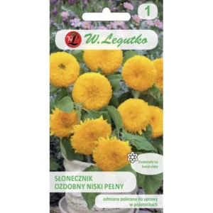 SŁONECZNIK OZDOBNY KARŁ TEDDY BEAR LEGUTKO