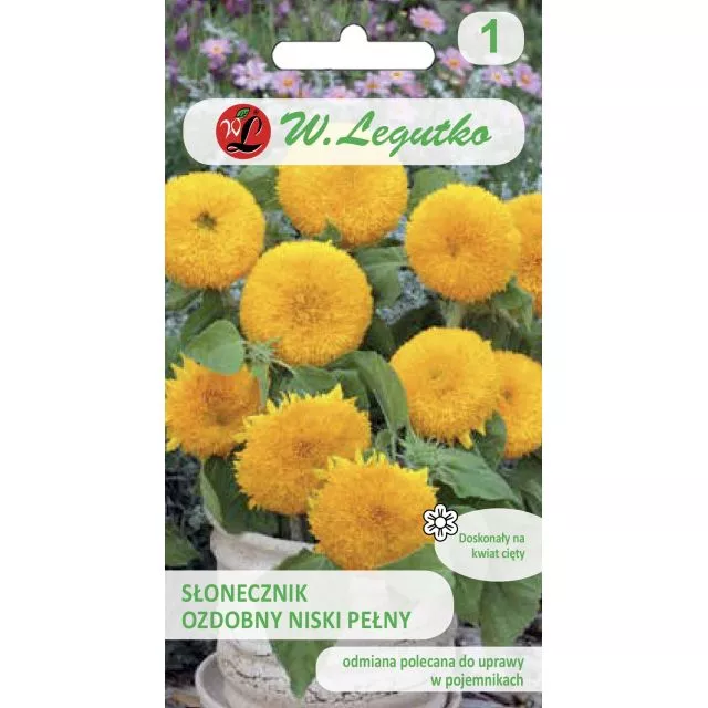 SŁONECZNIK OZDOBNY KARŁ TEDDY BEAR LEGUTKO