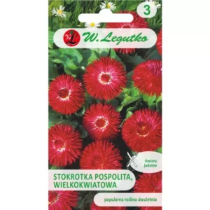 Stokrotka pospolita wielokw. Gracja czerwone Legutko